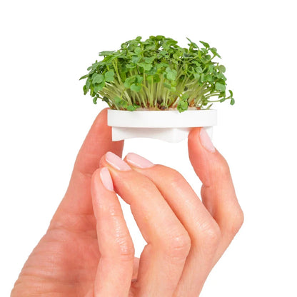 Microgreens Complete Kit (includes Sprout Nursery)